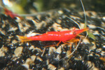 Caridina Red Yellow Nose